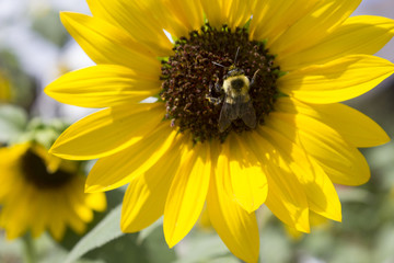 Bee on Sunflower