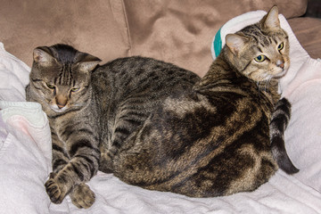 Brother cats, tabby felines cuddling in a chair