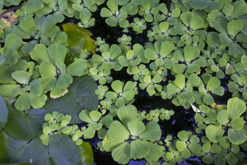 Water Lily Leaves