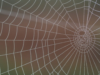 Spider web in Kakerdaja Bog