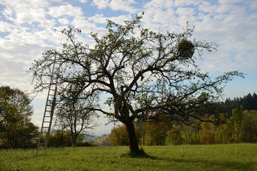 Fototapeta na wymiar Apfelbaum im Herbst mit Mistel