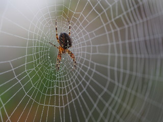 Spider on the spider web