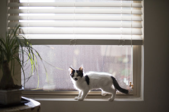 Kitten standing on windowsill