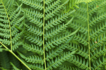 Fern