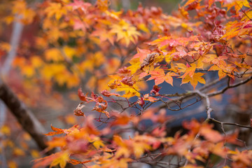 Yellow to red leaves tree of maple in autumn season, Koyasan, wakayama, Japan