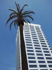 Fototapeta na wymiar Palm tree and building