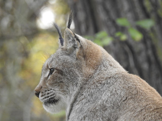 Luchs