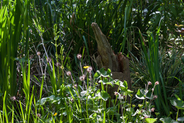Bachnelkenwurz im Naturgarten