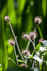 Bachnelkenwurz im Naturgarten