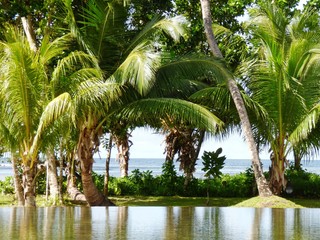 Tropical palms and ocean
