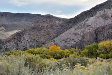 High desert autumn