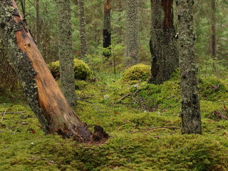 Green wild forest in cloudy day