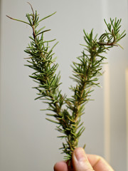 Rosemary