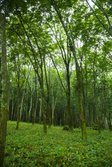 summer forest trees. nature green wood. summer backgrounds. Guatemala. Rubber Plantation