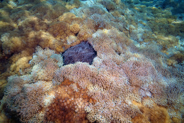 Naklejka na ściany i meble corals and anemones in the ocean