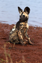 The African wild dog, African hunting dog, or African painted dog (Lycaon pictus), puppy sitting at waterhole
