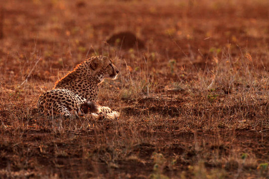 The cheetah  (Acinonyx jubatus), also known as the hunting leopard, adult male at sunset