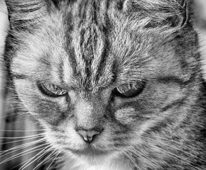 Portrait of angry cat