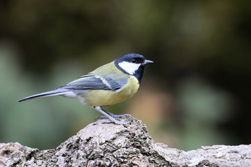 Obraz premium Great tit, Parus major