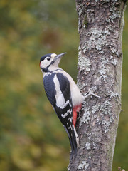 Great-spotted woodpecker,  Dendrocopos major