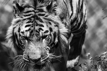 BW Tigre