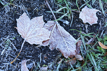 leaves