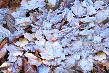 leaves