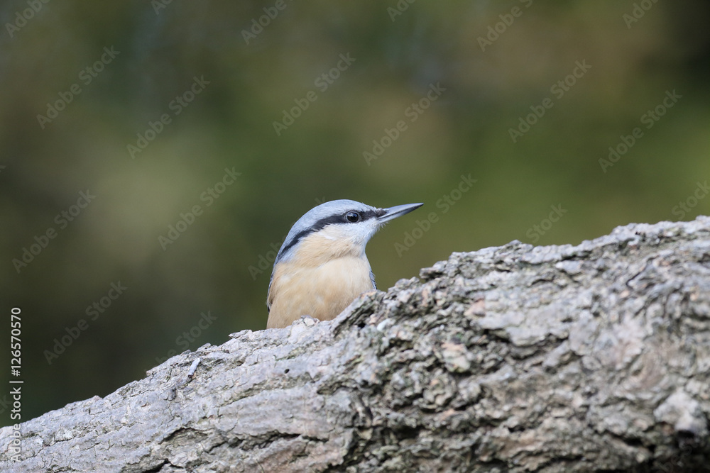 Poster Nuthatch,  Sitta europaea