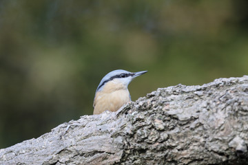 Nuthatch,  Sitta europaea