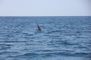 dolphin indianocean © Jordi