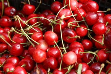 Red Cherries. Cherry selection