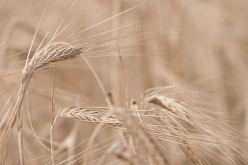 Golden ears of wheat on the field