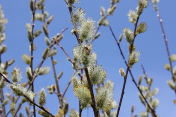 Pussy willow