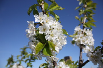 Cherry blossom
