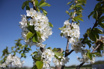 Cherry blossom