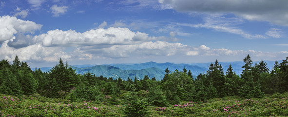 Fototapeta na wymiar Roan Mountain Overlook