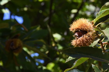 Chestnut seed