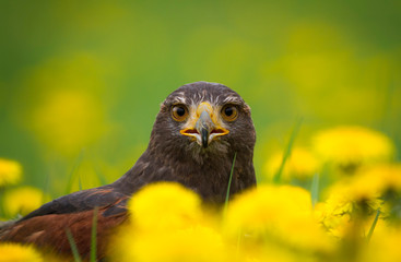Harris Hawk 