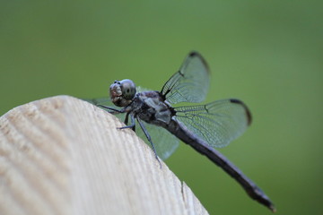 Dragonfly on fence