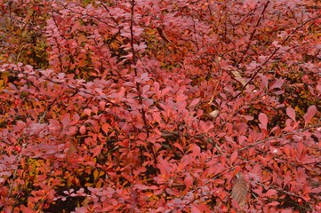 Barberry bush in beautiful autumn robe with red leaves