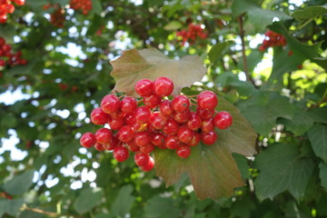 bunches of red viburnum berries on a branch, ripening in late summers