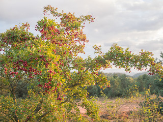 Fototapeta premium heathen dog forest