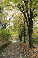 Naklejka premium Осень в парке 