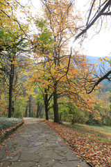 Дорожка в осеннем лесу