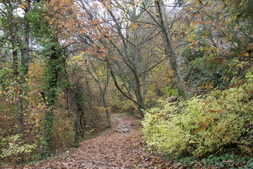 Осенний лес