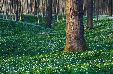 Anemone sylvestris covered the entire meadow.