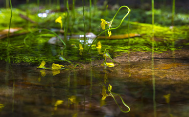 tropical forest flower plant