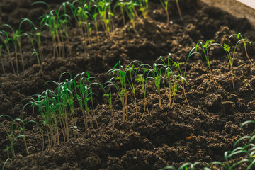 young green sprout in the ground