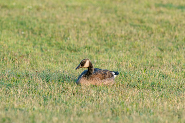 Obraz na płótnie Canvas A young Canada goose sitting alone in the grass.
