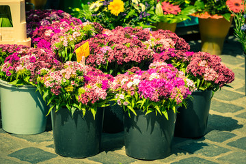 Fototapeta na wymiar Beautiful carnation flowers at an european market